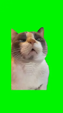 sneeze cat