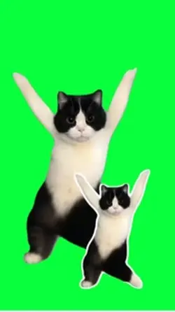 Green screen cat d