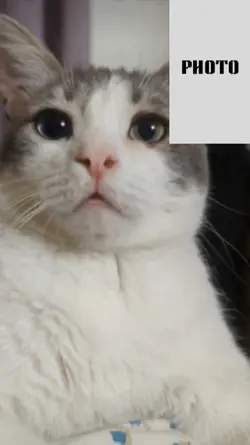 cat talking