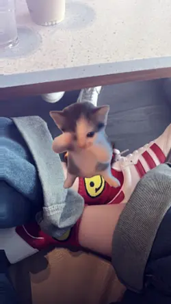 kicau kicau mania