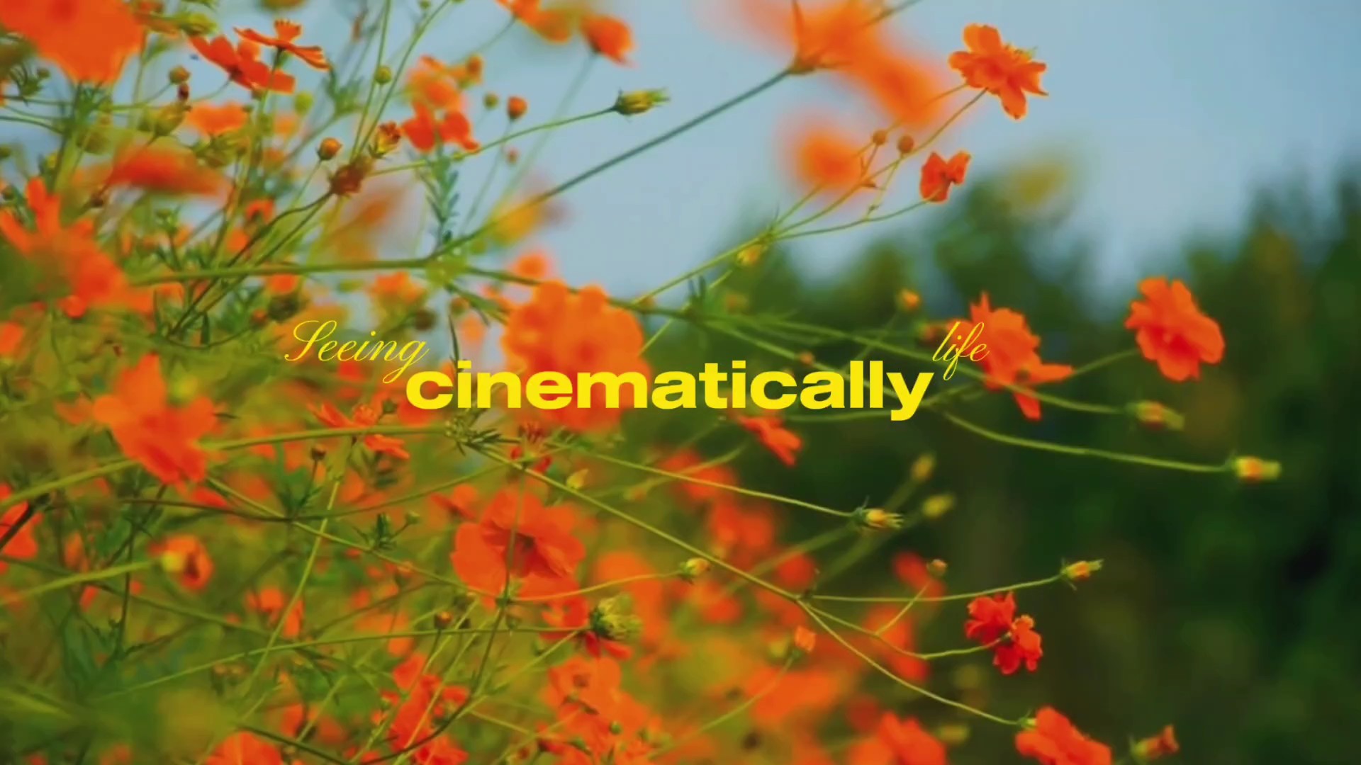 Seeing life cinemati
