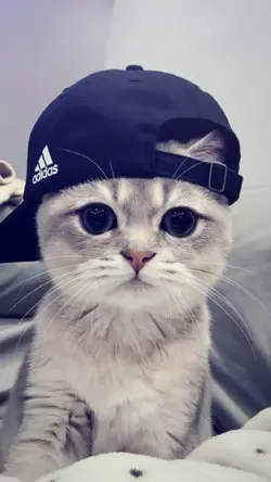 JJ 3 KLIP KECE CUY