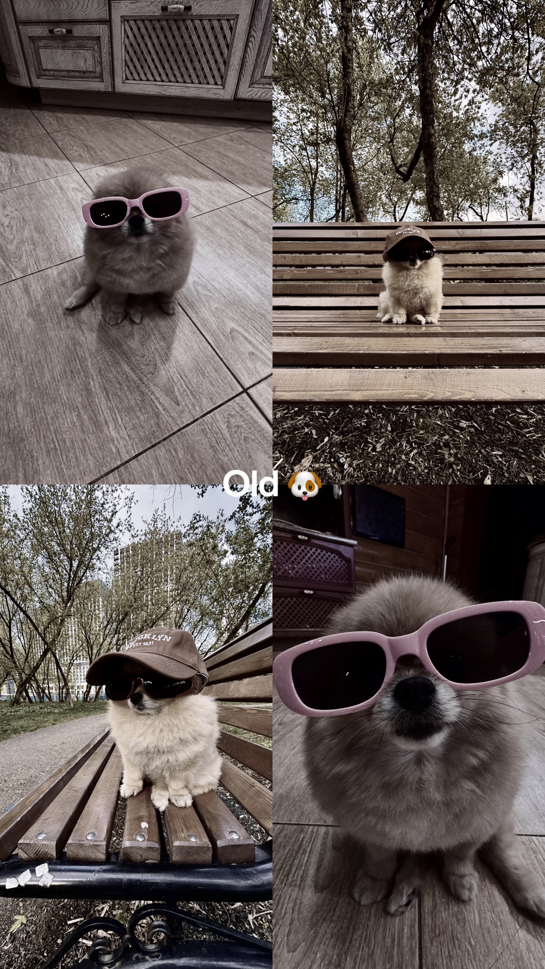 old and now dog🐶