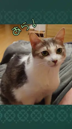 猫ちゃんのおねだり