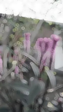 Slowmo Smooth