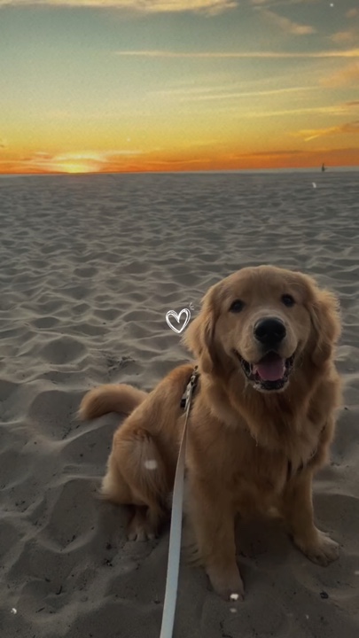 Mi perro