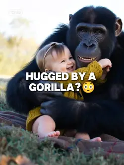 Hug - Gorilla?!