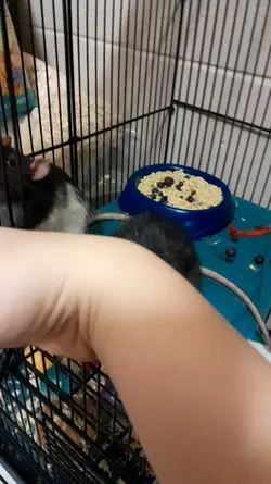 Meet the new ratties