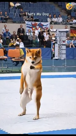 Karate Dog. ADD TEXT