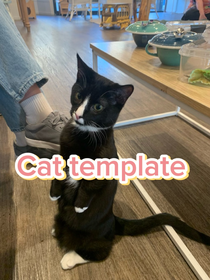 kedi şablonu 