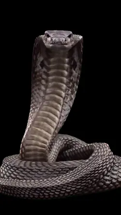 ular cobra