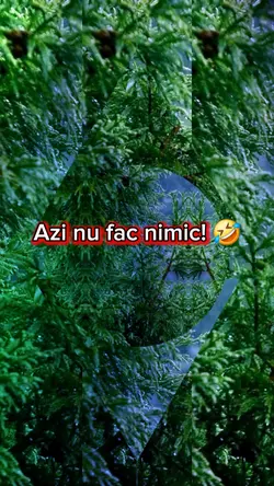 Program De Odihnă.