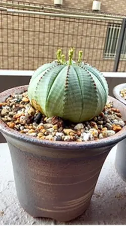 ユーフォルビアオベサ