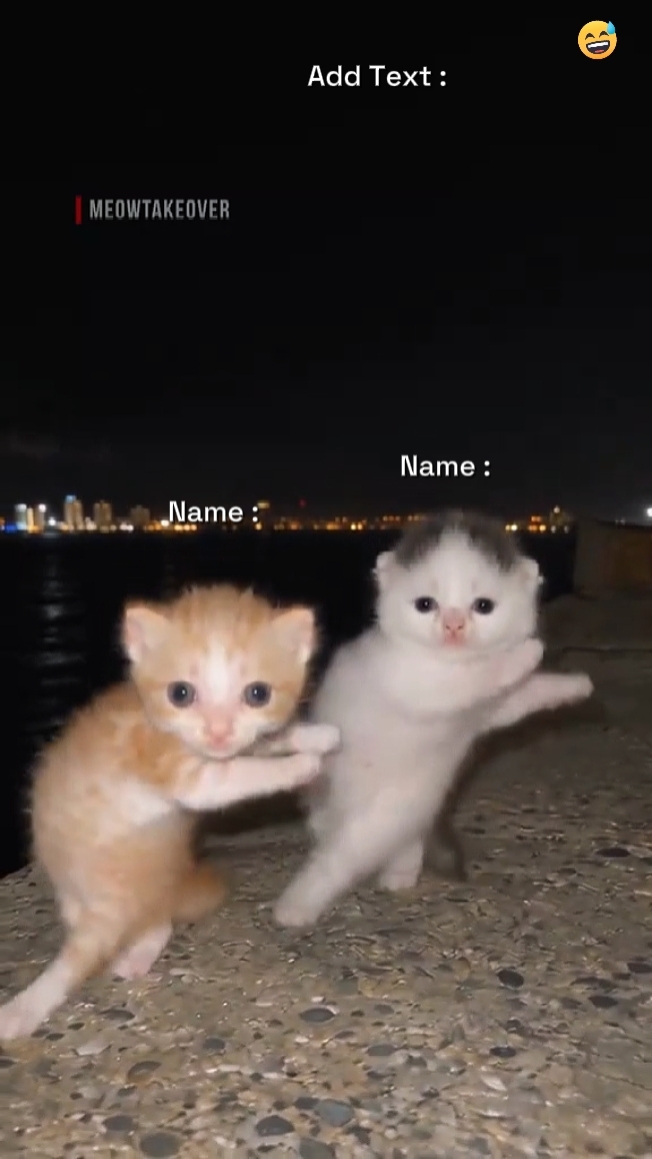 Tendência De Gato