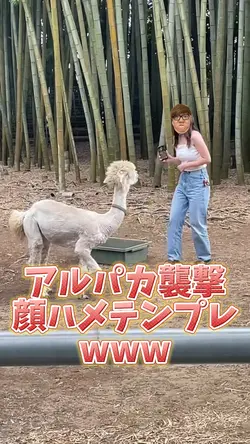 アルパカ襲撃顔ハメテンプレwww