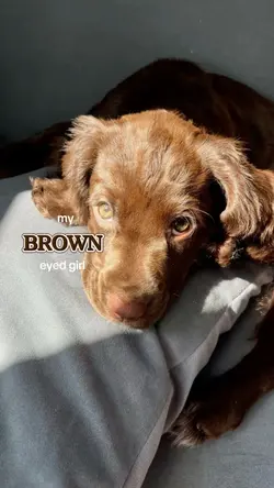 my brown eyed girl
