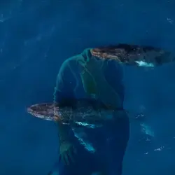baleine