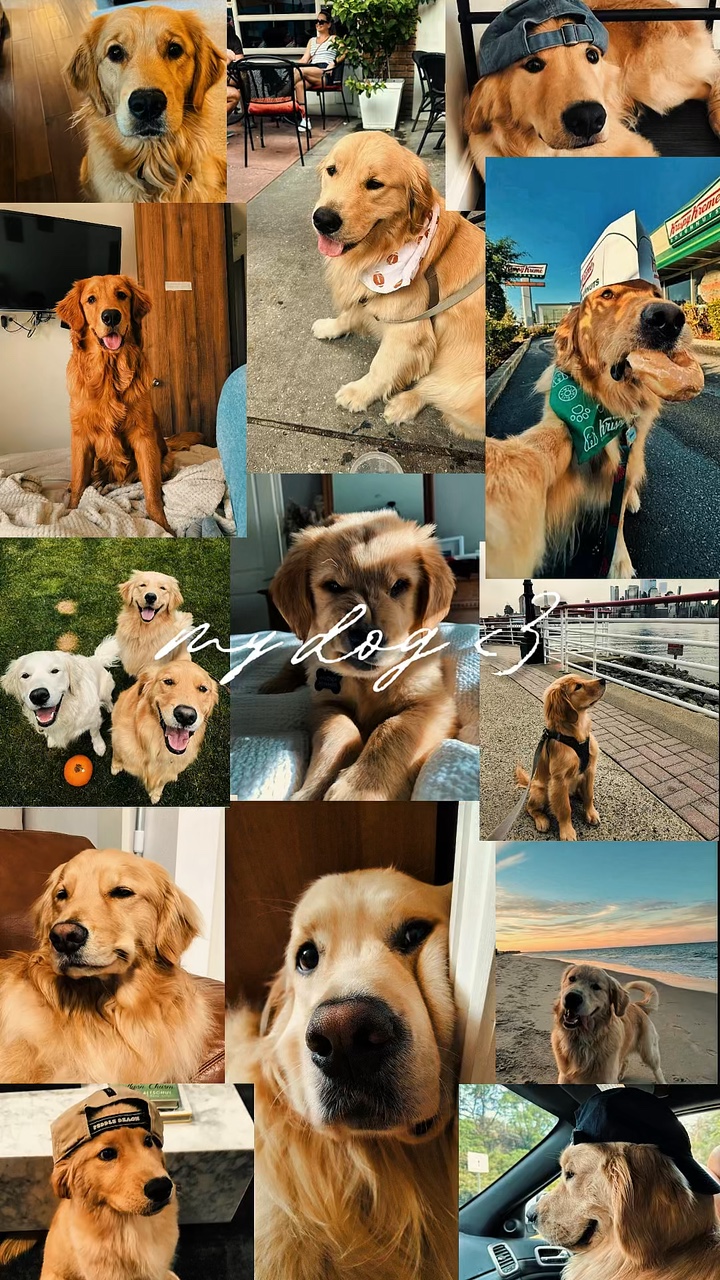 Mein Hund