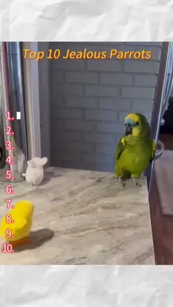 jealous parrots