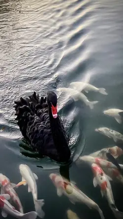 ดนตรีเพลงว่าว