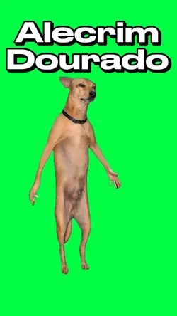 ALECRIM DOURADO DOG