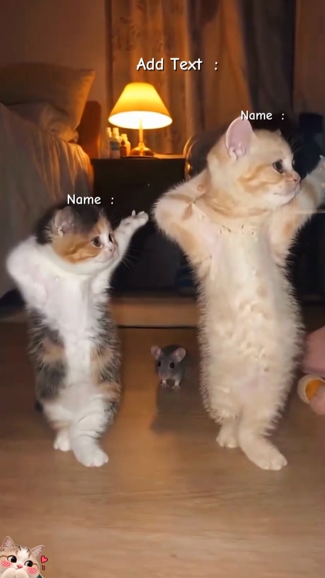 Cat Trend 