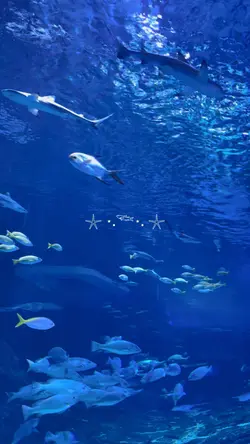 Sea 🐟