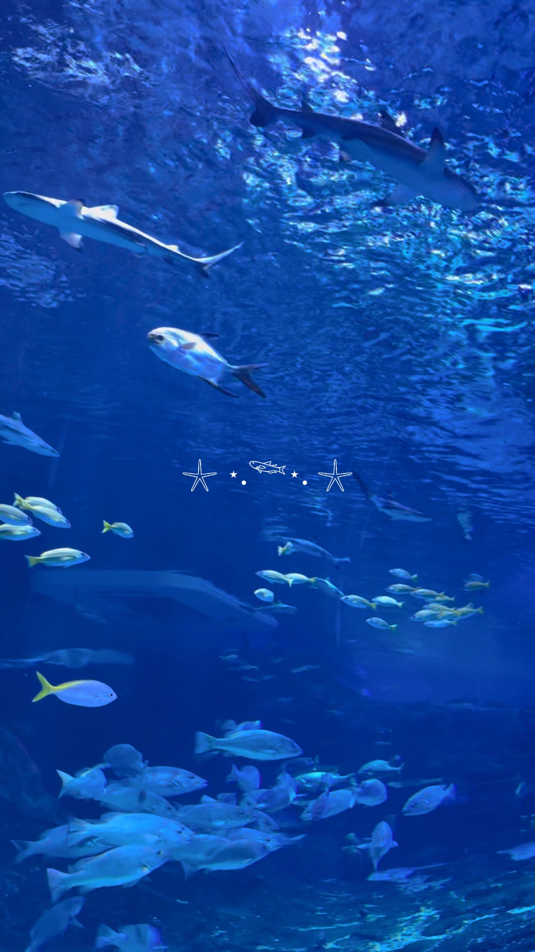 Sea 🐟