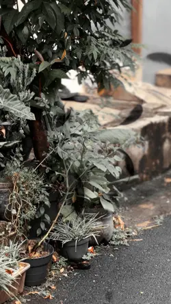 Cinematic 2 Klip Kce