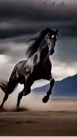 Cheval black 