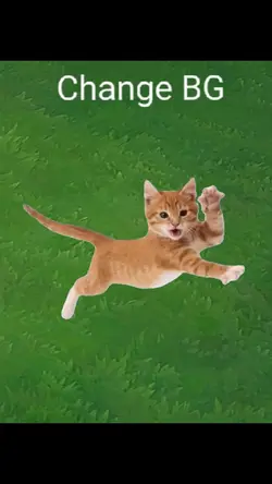 Orange Cat Meme