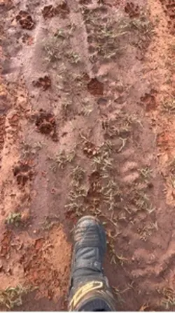 Mudding