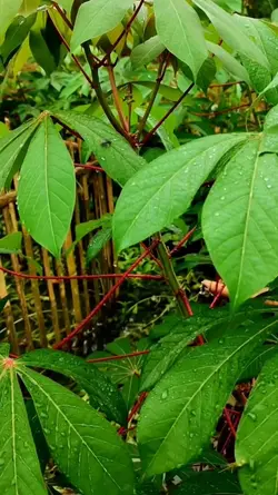 musuh terbesar laki2