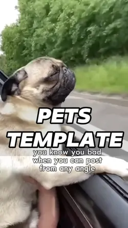 Pet Meme Template 