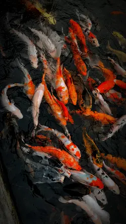 Kolam Ikan Aestethic