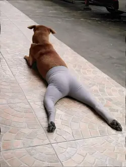 Chó/ mèo mặc legging