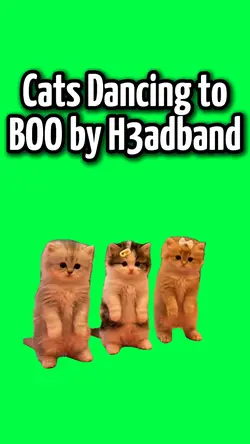 BOO DANCING CATS