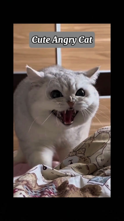 귀여운 화난 고양이