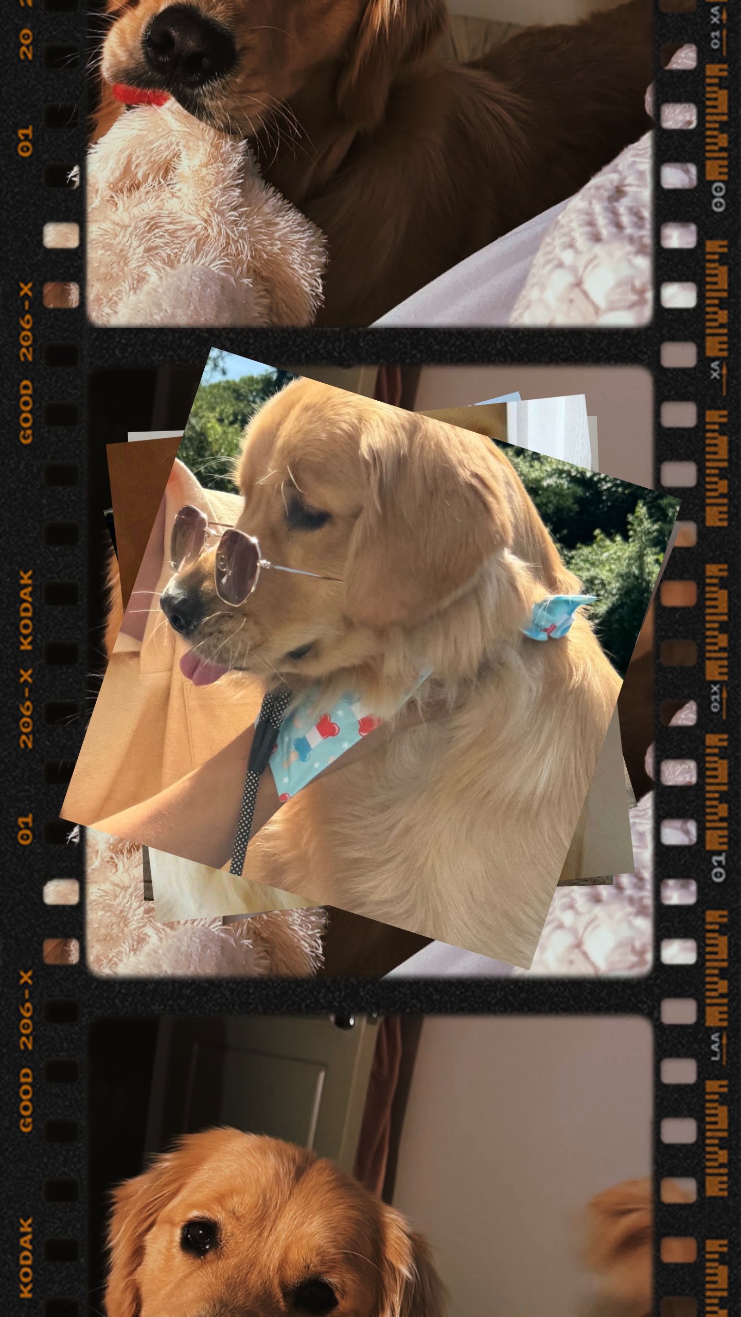 Mein Hund PhotoDump