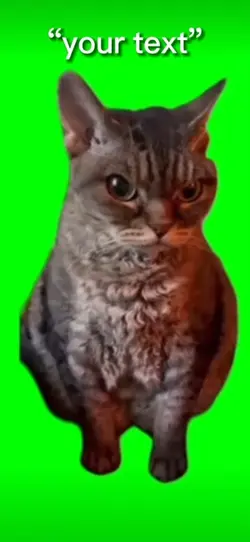 angry cat meme