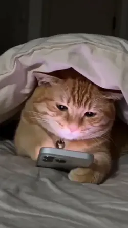 Cat and phone