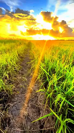 filter iphone jernih