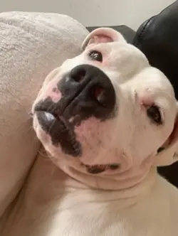 Mes chiens 🐶❤️