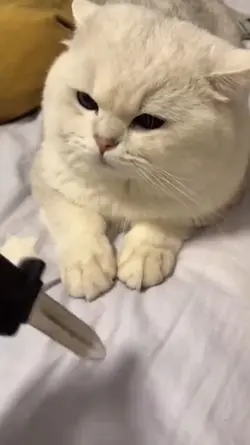 cat core