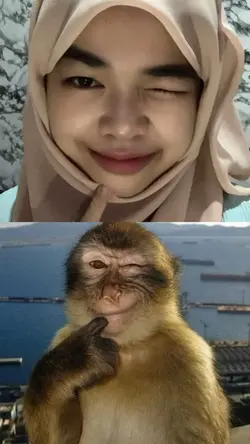 Monkey meme