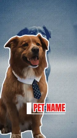 pet intro