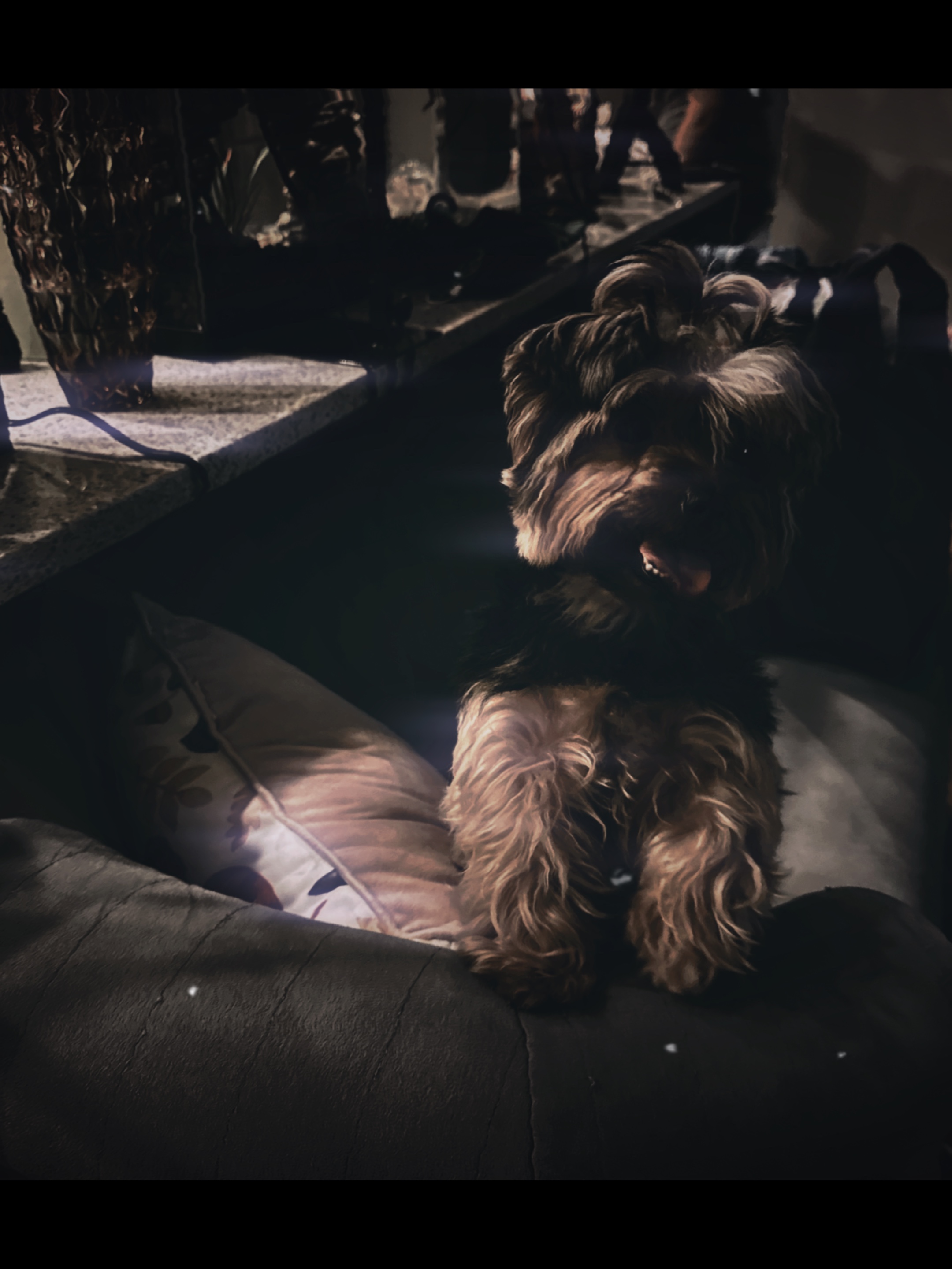 dog