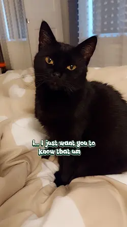 My digital cuddles