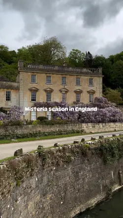 Wisteria season 💜