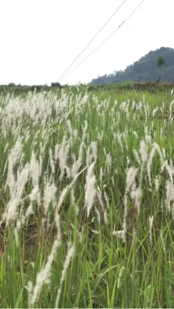 1 video buồn